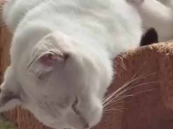 仲良しなカップルが同じベッドで寝ていた。彼女の寝相が悪すぎる！ → 足はこうなります…