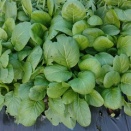 小松菜で一品　12/13