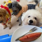 犬好きさん遊びに来てね【いぬのじかん】完全予約制