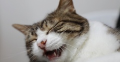 サイレントニャーで催促する猫。