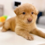 『【犬】みるちゃん、ぽんたくん 家族が決まりました』の画像