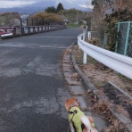 柴わんこと暮らす日々