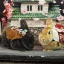 4月15日のグルーミングフォト