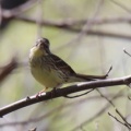 令和6(2024)年3月30日の鳥さん Vol.1　江戸川河川敷で野鳥の観察･撮影 小鳥たちが活発に動き回る!!ノスリも登場!!