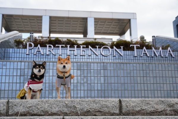 豆柴麦うた日記 公園 ドッグラン キャンプ