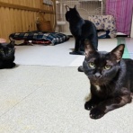 annex ニャンコのずっとのお家探し。