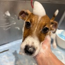 ジャックラッセルテリア SS 後藤