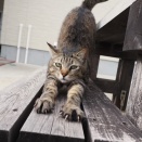 今日は猫の写真