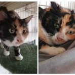 NPO法人 福井犬猫を救う会