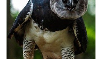 【驚愕】オウギワシ怖すぎワロタw 翼開長2m、時速80kmで相手を強襲、鉤爪の威力はライフル弾の3倍