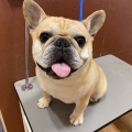 フレンチブルドッグ　シャンプーセット　宮内