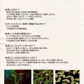 水田雑草観察会 2025年6月28日