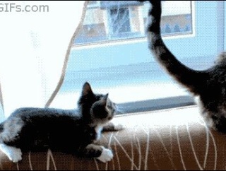  【GIF画像】俺が見たことないGIFくれｗｗｗｗｗｗｗｗ