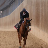 『【遠征馬情報】ハッピーグリン（牡4＝田中淳司厩舎）、中山記念最終追い切り！』の画像