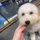 トリミング✂️