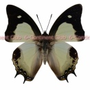 モーリフタオチョウ♂ (マレー半島) Polyura moori moori