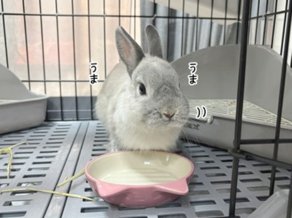 うさぎのルリ(1/15追記)