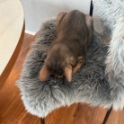 わが家には、ごめん寝のプロがいます