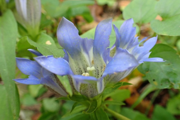 葉っぱ塾 ブナの森から吹く風 花言葉