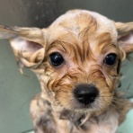 札幌市 ペットショップワンラブ イオン手稲山口店 スタッフブログ