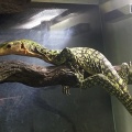 モニター