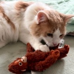 猫だらけ