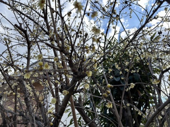 蝋梅が香らない