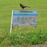 『チョウゲンボウに教えられました』の画像