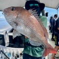 8月13日の釣果報告🐟🐟🐟🐟