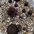 多肉倶楽部 Sincere　(神奈川県秦野市寺山より配信中）