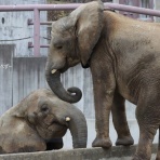 やぁ！とべとべずー与茂駄（よもだ）くあとろ　～とべ動物園で暮らすアフリカゾウのブログ～