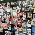 白犬まみれ生活