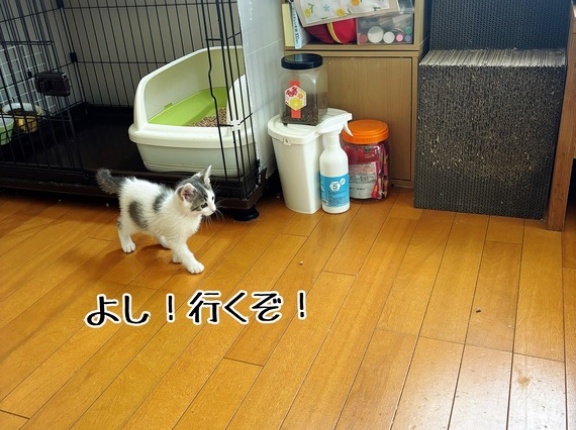 出れない子。羽黒。