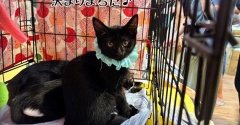 昨日は秘密結社ねこのひげ譲渡会♪