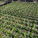 後1ヶ月で出荷だなんて