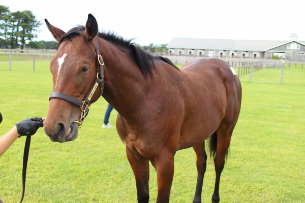 東京優駿を勝つまで キャロット評価
