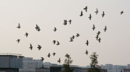 【PM2.5】中国で伝書鳩レースを開催 → ９９％が行方不明に