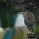 土曜日はゴイサギが飛ぶ