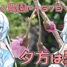 雨の前の草が生えているところだけは耕しておく