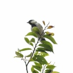 シニアの鳥撮り・素人日記