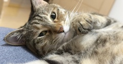 ♪お知らせ♪