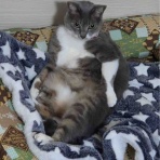 ねこかます