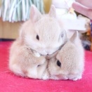 積み上がるかわいさ