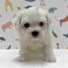 『新しいわんちゃんの紹介です🐶』の画像