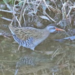 野鳥の観察を都内で