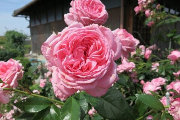 ミセスケイの薔薇コラム 地植えバラの剪定と施肥