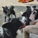 犬遊び日和
