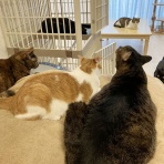 くーまと猫との日々