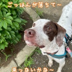 GUNDOG RESCUE CACI 活動ブログ