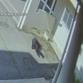クマが中学校に進入　副校長がクマの前に立ちはだかりにらみ合い、生徒守る　岩手県